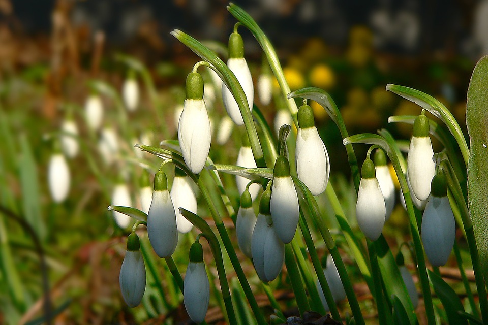 Neradni dani Februar